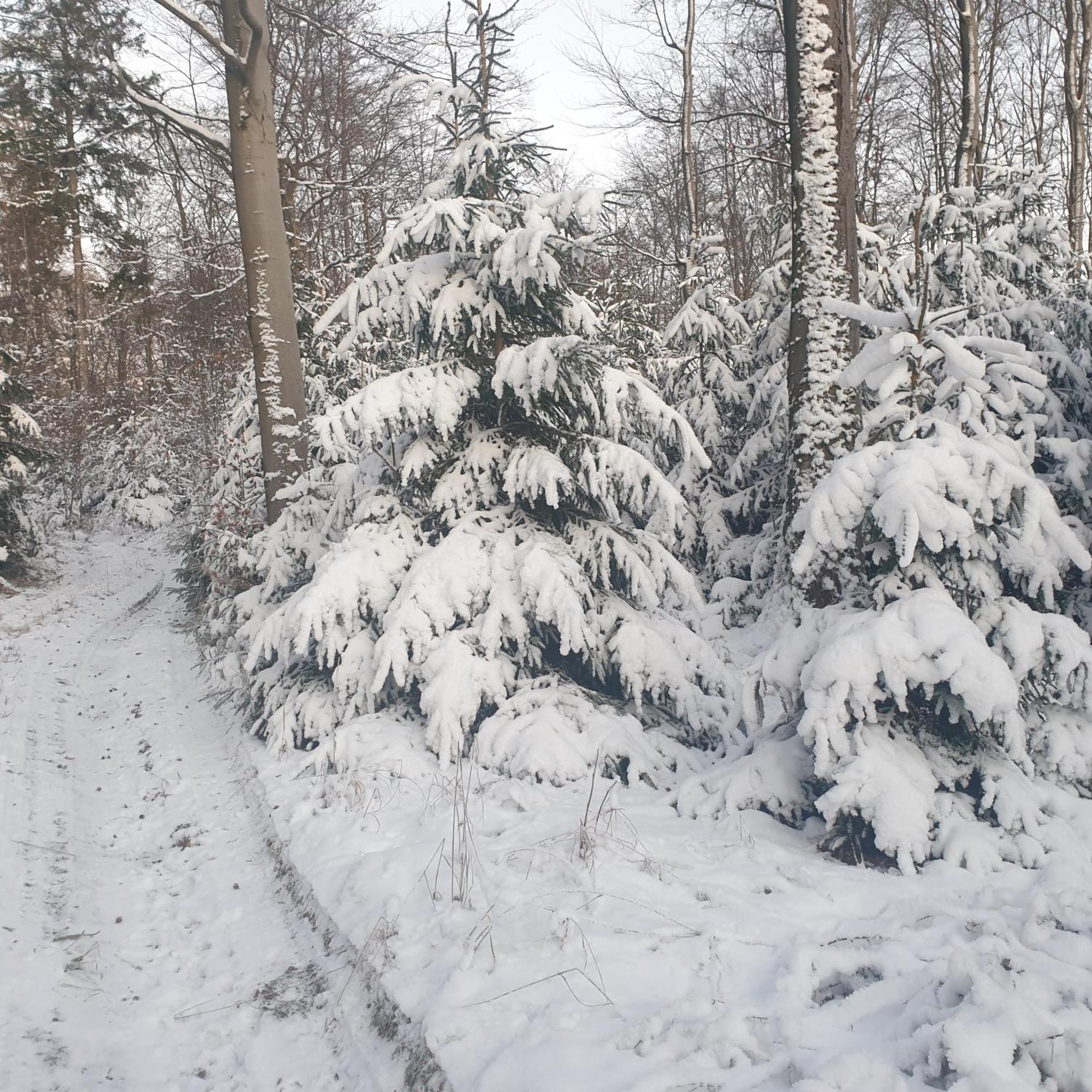 Fewo Winter In Der Villa Waldrand Mit Zwei Balkonen Bad Wünnenberg Dış mekan fotoğraf